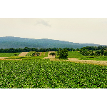 Introduction_Agri_Sector_2026_NI